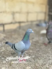  2 طيور زاجل بجمله