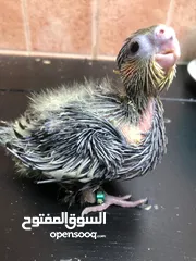 6 Grey Cockateil baby chicks