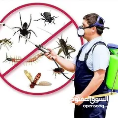  2 مكافحة حشرات بالمدينة المنورة
