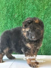  3 جراو جيرمن شيبرد شولاين