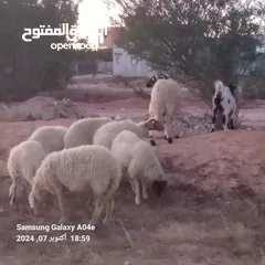  3 نعجة سنها جامعة البيضاء وزوز رباع قهويات وعنز والكل عشار والذكور مش للبيع السعر ساوم في القدو