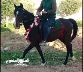  4 مهرة للبيع