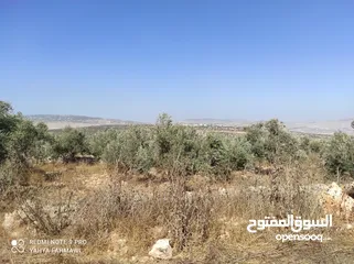  3 ارض للبيع بعملة الشيكل فى عصيرة الشمالية