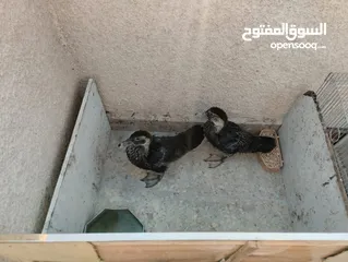  2 بط بلدي للبيع