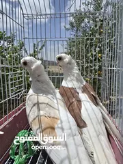  8 حمام اوزبيك روسي  وكالوت  نخب النخب