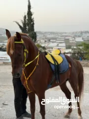  1 مهر عربي للبيع