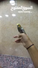  4 ببغاء كوكتيل اليف وعمرو صغير