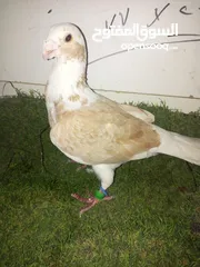  9 حمام كش للبيع كوم