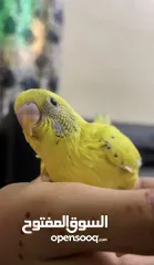  3 African Love bird one month old baby’s Cocktail breeding pair and budgies available