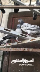  6 Pakistani Pigeons for exchange