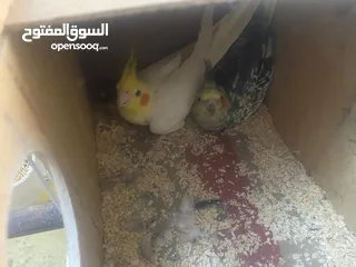  10 جوز كوكتيل على وجه بيض اغلب وقتهم بلكوخ