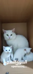  3 PURE TURKISH ANGORA