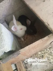  3 ارانب للبيع انثايتين  معاشير وذكر