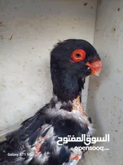  4 مسود اسود +طيرة يهودية سودة بسعر حرق