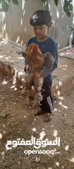  1 "جوز براهما ثقيل ونظيف – عمر سنة"