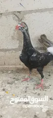  1 مخاليف سلافر
