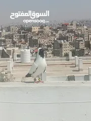  4 أرباش لبيع