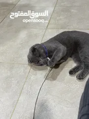  6 قط Scottish Fold للبيع بسعر مميز