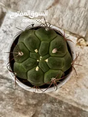  6 صبار (cactus )