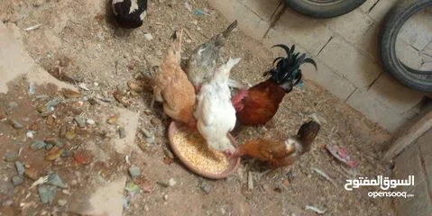  2 جاج بلدي بياض