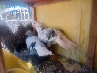  4 جواز حمام للبيع او بدل