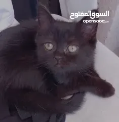  4 3 قطط مكس شانشيلا سكوتش فولد للبيع