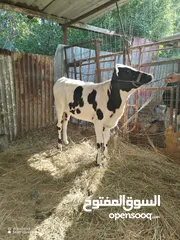  7 هايشه البيع