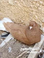 12 كوم حمام حوالي من 35 إلى 40 طير  للبيع