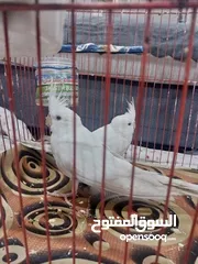  1 كوكتيل البينو ابيض عيون حمر زوج نثيه وفحل عراقي