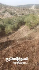  3 القبة الذهبية  اراضي بلعا دير الغصون