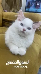  1 قطه انثى رغدول بيور دم صافي