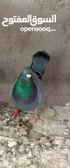  1 جوز زواجل  معو  فراخين