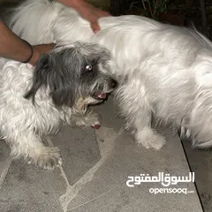  6 كلاب مالتيز للبيع بسعر مغري قابل للتفاوض بشيء بسيط