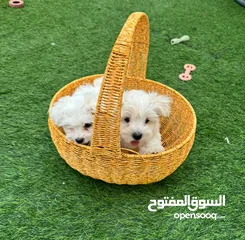  4 Maltese puppy’s