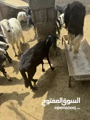  3 جاعده عمانيه بنت 8 شهور مطلوب فيها 75 ريال