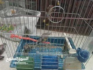  13 حساسين وكنارات نخب اول مقنوة صحة ونضافة