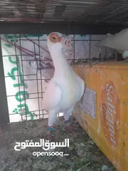  12 حمام جواز للبيع او البدل على دجاج
