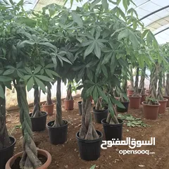  21 تفصيل قواوير فايبر جلاس بشكل عصري أنيق  زراعة وتسميد النباتات الداخلية والخارجية بإشراف مهندسين