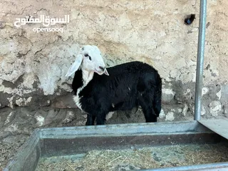  2 للبيع كبش ذبيحه