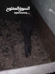  8 مجموعة فراخ كوكتيل