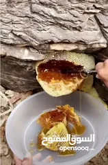  2 عسل سدر كشمير وباكستان sidor honey of  Kashmir and pakistan কাশ্মীর ও পাকিস্তান থেকে সিডরের মধু
