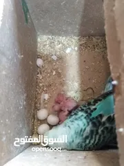  6 جوزين حب كل جوز تحتو 5 فراخ