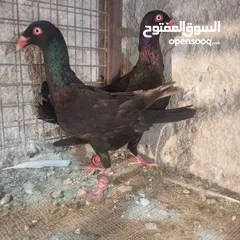  3 حمام للبيع