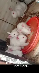  1 ارانب للبيع سلفيت