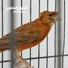 1 فحول وطواير كنار ( تربية فاخرة )