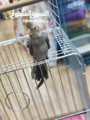  8 ببغاء كوكتيل اليف ، مع قفص و ستناد شاهد الوصف احلى هدية ، بالعيد لا تعايد خد طير لخطيبتك