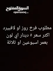  1 مطلوب طير روز فرخ