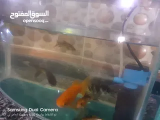  4 سمك زينه مع الحوض للبيع بسعر مغري جدا