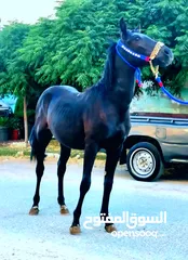  12 خيل اناثي لقاح وفحول ومهار زغار مهرات نخب اول