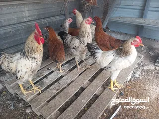 1 دجاج عرب للبيع صحة فول